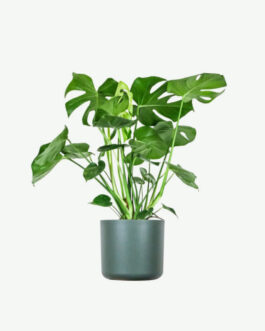 Monstera Deliciosa