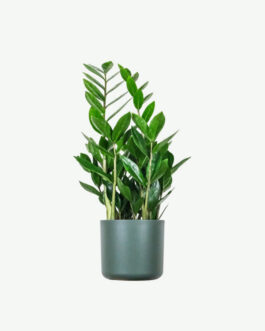 Zz Plants
