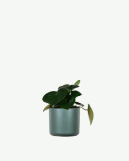 Hoya Obovatum