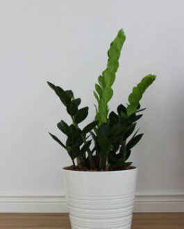Zz Plants