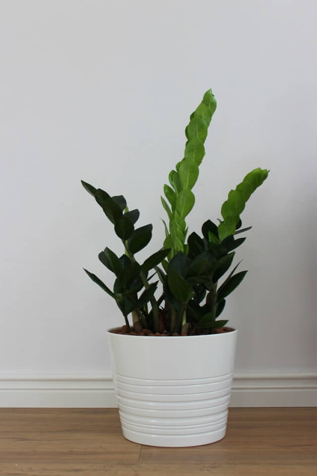 Zz Plants