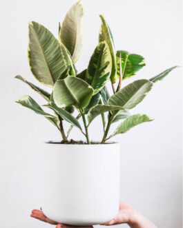 Calathea Beauty Star