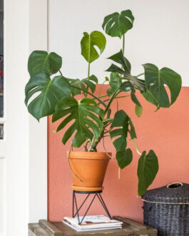 Monstera Deliciosa