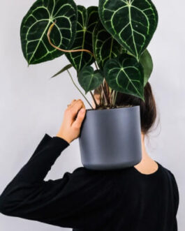 plants store gallery img 1